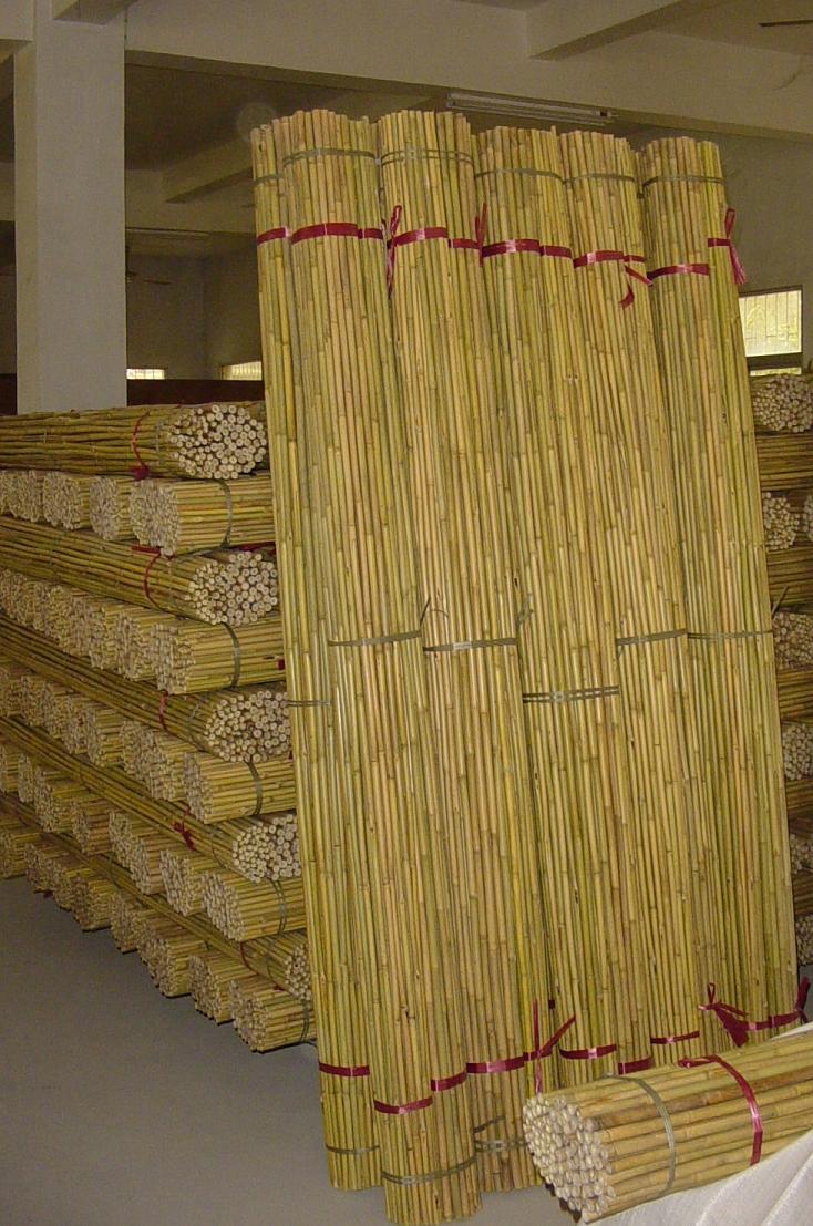 Bamboo canes